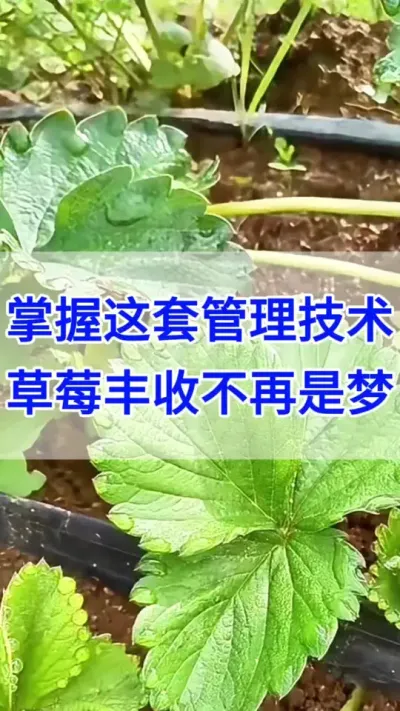 草莓种植管理技术，掌握丰收不在难！#西红柿种植 #番茄种植  #草莓种植 #种草莓 #种植草莓