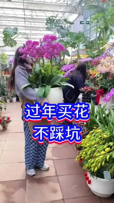 教你过年买花不踩坑#英子园艺 #养花小知识 #养花