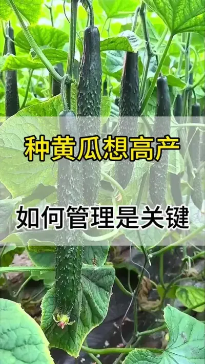 种黄瓜想高产，如何管理是关键 #黄瓜 #黄瓜种植 #黄瓜高产种植 #服务三农支持三农 #三农