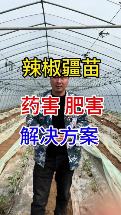 #辣椒种植 #抖音助农 #农业种植 #分享农业知识帮农民增产增收 #新农人计划