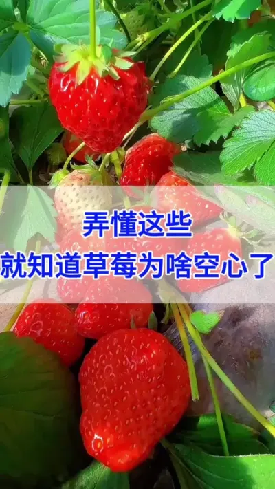 果子空心到底是因为什么呢？#番茄种植 #草莓种植 #种草莓 #西红柿种植 #草莓种植基地 @巨大星-龙灯水溶肥源头厂家