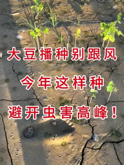 大豆想高产？今年试试这样种！ #三农流量扶持计划 #抖音助农 #大豆种植 #产量特别高 #农业植保知识分享