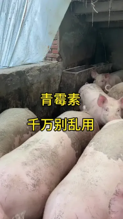 #养猪人加油干 #三农 #自繁自养母猪 #三农养猪 #所有养猪人