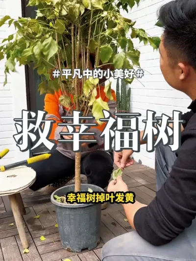 #花卉绿植 #盆栽 #幸福树  幸福树到了冬天容易发黄，你就像我这样做