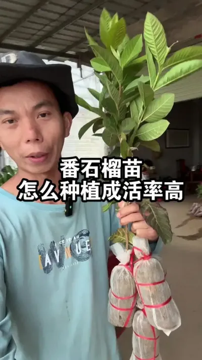 番石榴苗怎么种植成活率高？跟大家说3点，方法很简单 #番石榴苗#果苗供应#白心番石榴