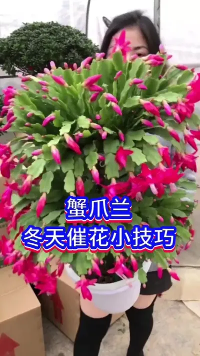 蟹爪兰开花小技巧#蟹爪兰 #养花小知识 #蟹爪兰开花啦