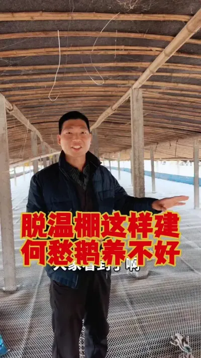 脱温棚里这样弄，何愁鹅养不好。#养鹅 #鹅苗 #科学养鹅 #养鹅技术 #狮头鹅