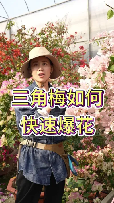 三角梅如何快速爆花#三角梅 #花卉绿植 #养花小知识 #花卉基地 #三角梅养护