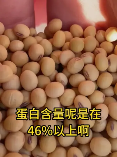 抗病抗旱耐高温，亩产700斤大豆 #三农 #新农人计划 #种子 #助农 #农产品