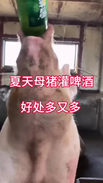 #养猪人加油干 #三农 #养猪人不容易 #自繁自养 #自繁自养母猪
