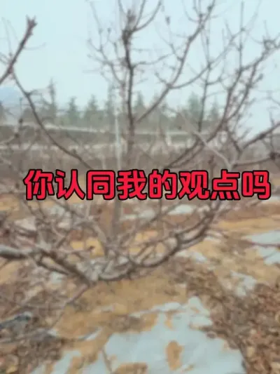 一些个人观点#果树修剪 #车厘子大樱桃 #大樱桃修剪 #樱桃种植