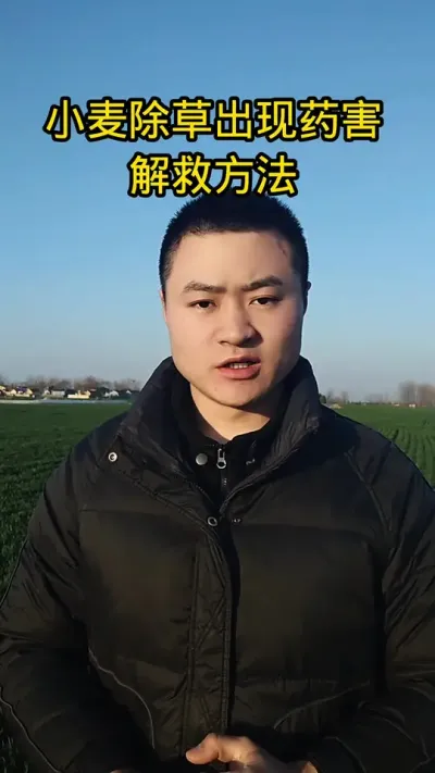 #病虫害防治#抖音助农#关注我每天分享农业知识#肥料#小麦管理