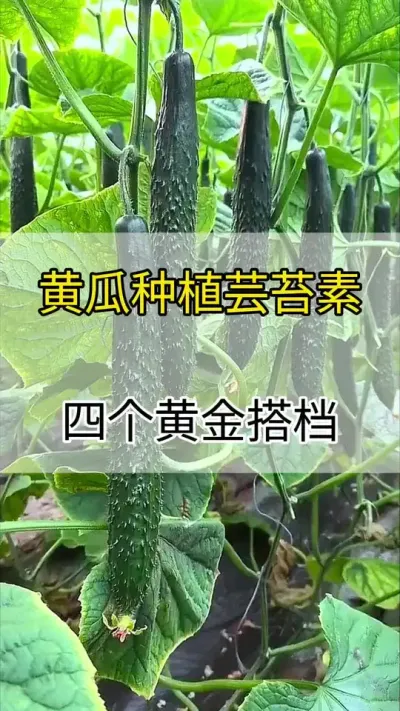 黄瓜种植，芸苔素的四个黄金搭档 #黄瓜种植 #黄瓜 #芸苔素 #服务三农支持三农 #抖音助农