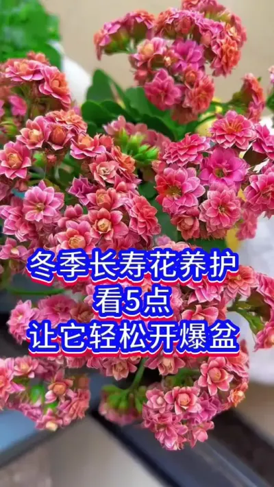 冬季长寿花开爆盆的方法#长寿花 #英子园艺 #养花小知识