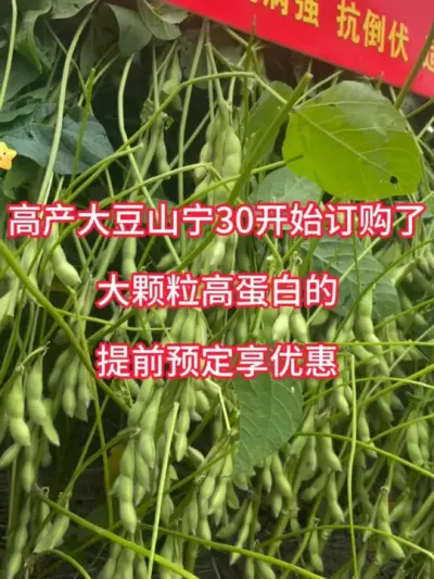 高产大豆山宁30开始预订了 #服务三农支持三农 #抖音助农 #农业种植 #产量特别高 #抖音助农扶农 @DOU+小助手 @DOU+上热门 @抖音小助手