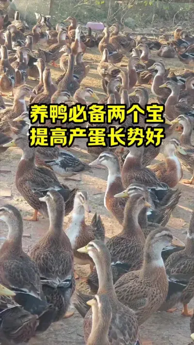 养鸭必备两个宝，提高产蛋长势好#抖音三农#养殖#养鸭