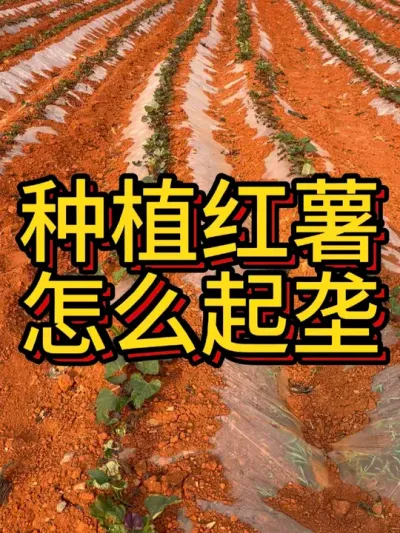 种红薯到底要起多高的垄#农业种植 #红薯种植 #红薯种植技术 #农业种植技术 #红薯