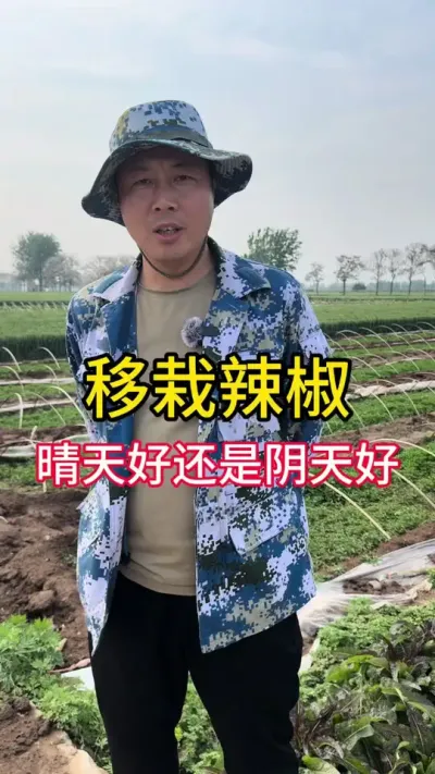 辣椒移栽的时机#辣椒种植 #增产增收小配方  #高产线椒辣椒苗 #辣椒专用保花保果叶面肥 #辣椒🌶