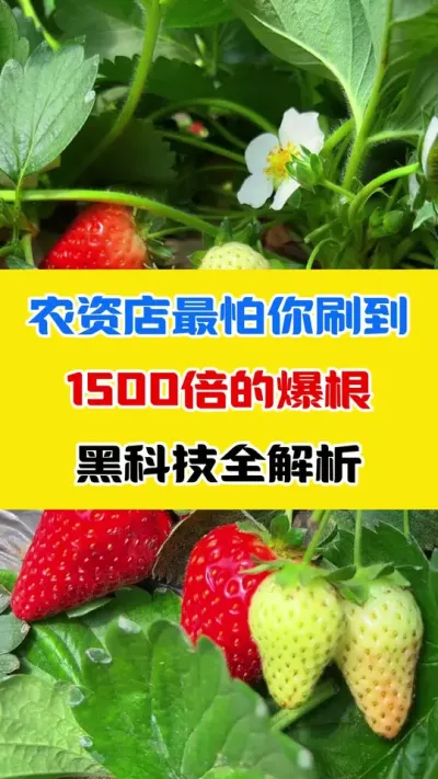 农资店最怕你刷到 1500倍的爆根黑科技全解析#草莓种植 #种植小技巧 #种植 #农业种植