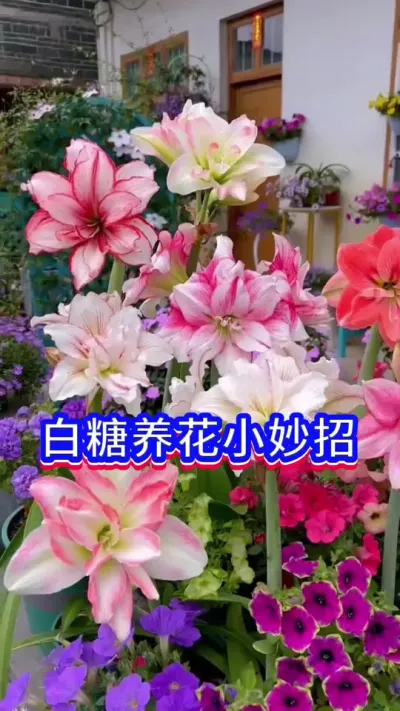 白糖养花小知识#我的花花草草🌸🌸 #爱生活爱养花 #养花人的乐趣