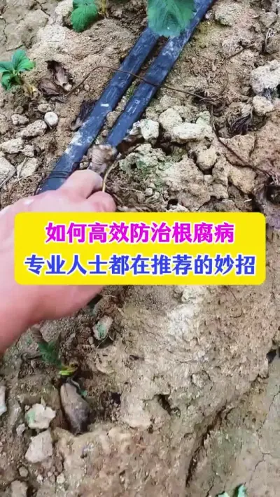 如何高效防治根腐病，专业人士都在推荐的妙招#根腐病防治 #种植小技巧 #农业种植技术 #dou上热门