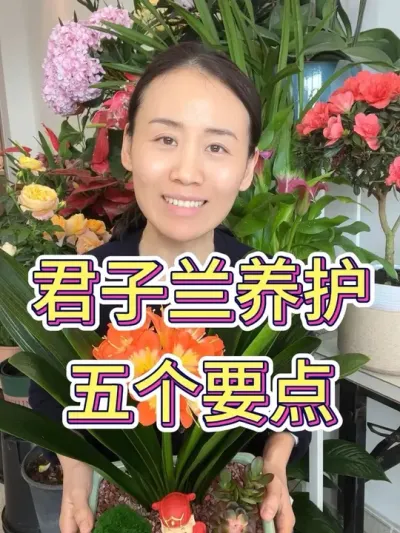 君子兰养护5个要点#君子兰 #花卉绿植 #君子兰养殖 #兰花小知识 #君子兰养殖方法