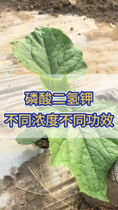 磷酸二氢钾，不同浓度不同功效 #黄瓜种植 #黄瓜高产种植 #黄瓜种植与管理 #服务三农支持三农 #三农