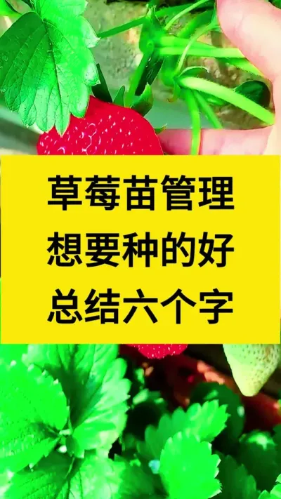 草莓苗管理，想要种的好，总结六个字#种草莓 #促花保果 #三农种植 #草莓种植管理技术和方法 #种植技术