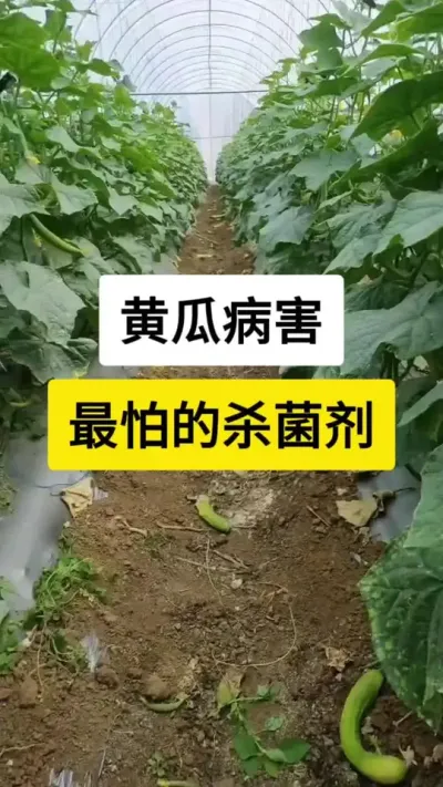 黄瓜病害最怕的杀菌剂 #黄瓜 #黄瓜高产种植 #黄瓜种植 #服务三农支持三农 #三农