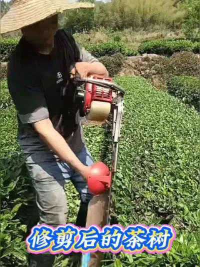 #服务三农支持三农 #茶树种植技术与管理 #茶树修剪