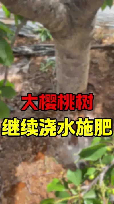 大樱桃水肥管理#车厘子大樱桃 #大樱桃种植管理 #美早樱桃 #果树管理