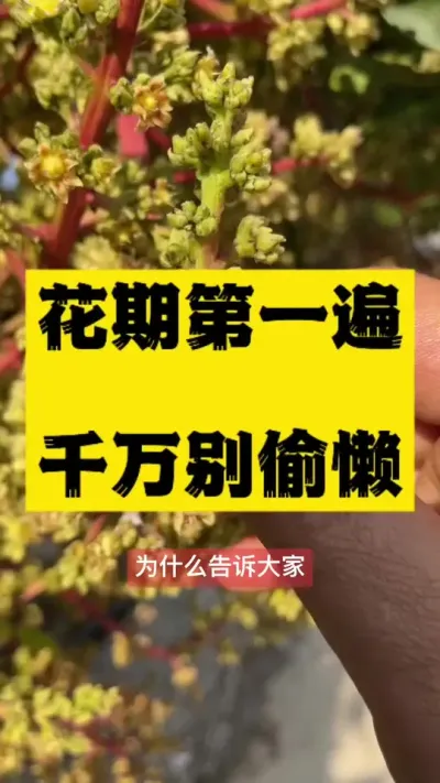 芒果花期第一遍～百花齐放，千万别偷懒 #农业技术推广 #病虫害防治 #服务三农支持三农