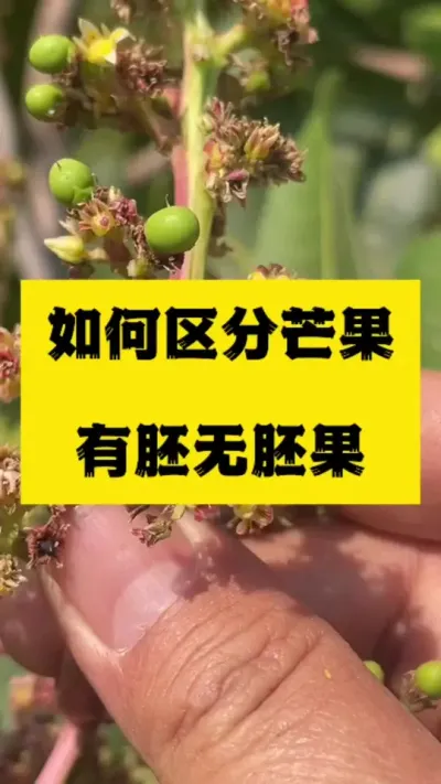 芒果幼果如何看有胚果和无胚果 #果树管理 #无胚果 #公果
