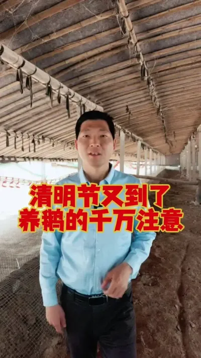 清明节又到了，养鹅的朋友千万注意这一点，避免不必要的损失！#养鹅#养鹅人 #狮头鹅 #鹅苗 #养鹅技术