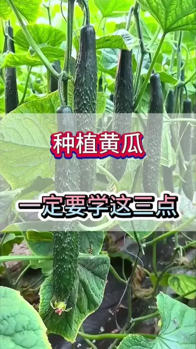 种植黄瓜一定要学会这三点 #黄瓜 #黄瓜高产种植 #黄瓜种植 #服务三农支持三农 #三农