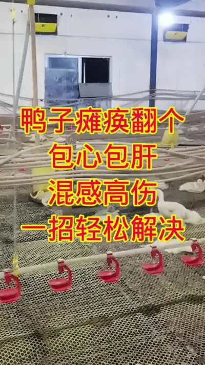 鸭子瘫痪翻个，包心包肝，混感高伤，一招轻松解决 #肉鸭养殖 #鸭子 #养殖技术 #养鸭人 #养鸭
