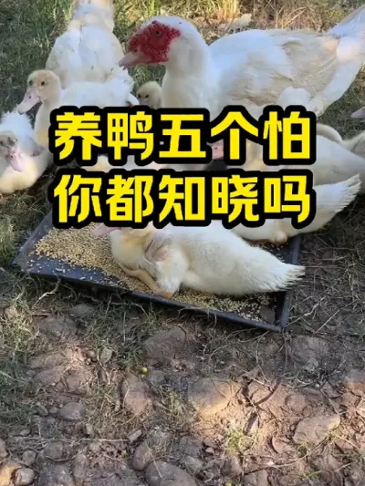 养鸭五个怕，你都知晓吗 #抖音三农#养鸭#养殖