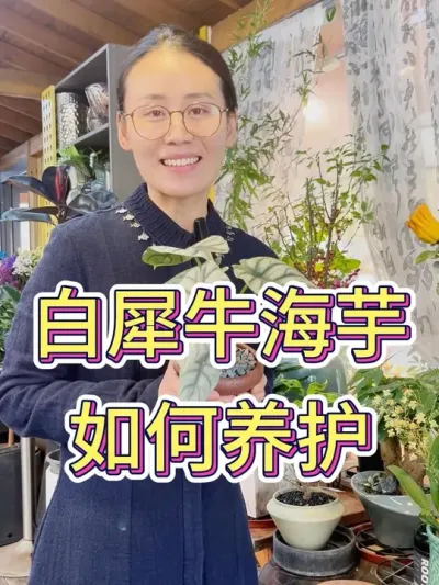 白犀牛海芋怎么养护？#种植小技巧 #白犀牛海芋 #花卉绿植 #芋类绿植 #养花小知识