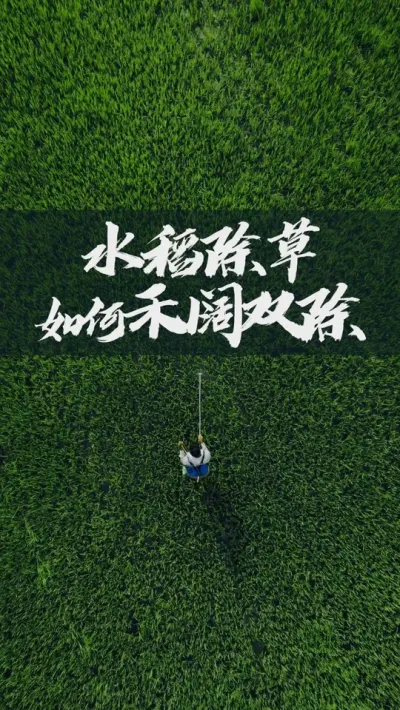 水稻苗后除草，如何&ldquo;禾阔双除&rdquo;？ @老周不知稻 #农业 #农村 #农民 #三农 #水稻 #油菜 #小麦 #玉米 #种粮 #种地 #种田 #稻谷 #粮食 #种植 #农资 #农技 #春耕 #肥料 #化肥 