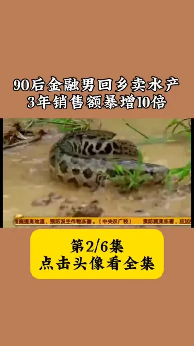 谁说90后&ldquo;扶不起&rdquo;？接手水产三年狂赚，年入翻十倍 #带你看三农 #黑鱼苗 #黑鱼片 #三农短视频