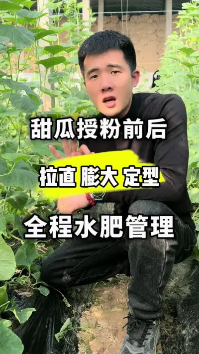 甜瓜授粉前后，全程水肥管理 #关注我每天为你分享更多农业知识 #甜瓜授粉加神话 #神话