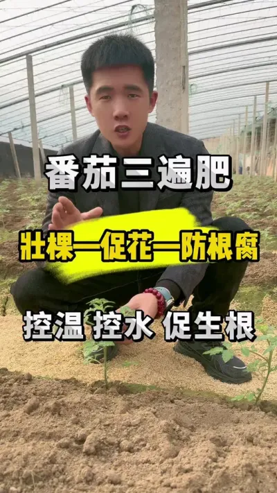 番茄三遍肥，一遍不能少，后悔知道太晚了！ #关注我每天为你分享更多农业知识 #支持三农扶持三农发展 #分享农业知识帮农民增产增收