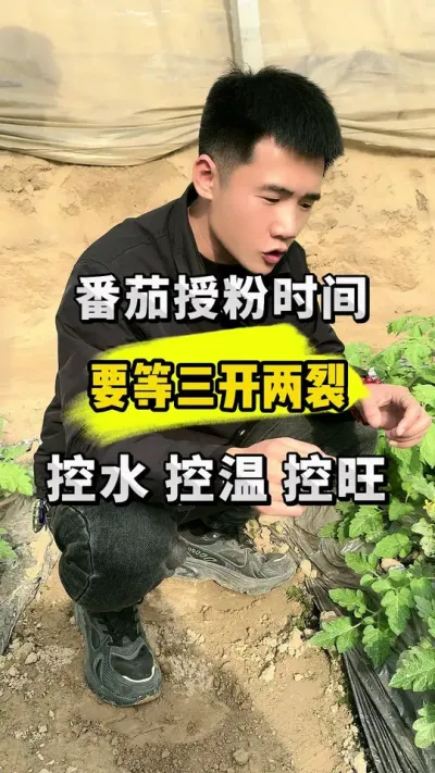 番茄授粉时间一定要等到3开2裂！否则你会损失惨重！ #支持三农扶持三农发展 #分享农业知识帮农民增产增收 #抖音助农