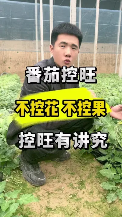 番茄控旺很关键，想要控旺不控果，这个办法99%的人不知道！ #关注我每天为你分享更多农业知识 #每天分享蔬菜种植技巧 #抖音三农热点