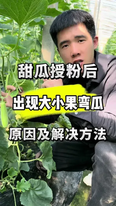 甜瓜授粉后出现大小果，弯瓜，原因及解决办法！ #农业种植技术 #甜瓜授粉加神话#神话授粉必加