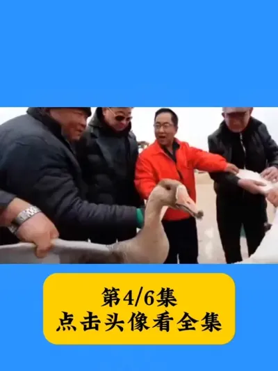 是怎样的养殖技术让他的鹅卖到300元#养鹅技术分享 #生态散养 #养鹅人