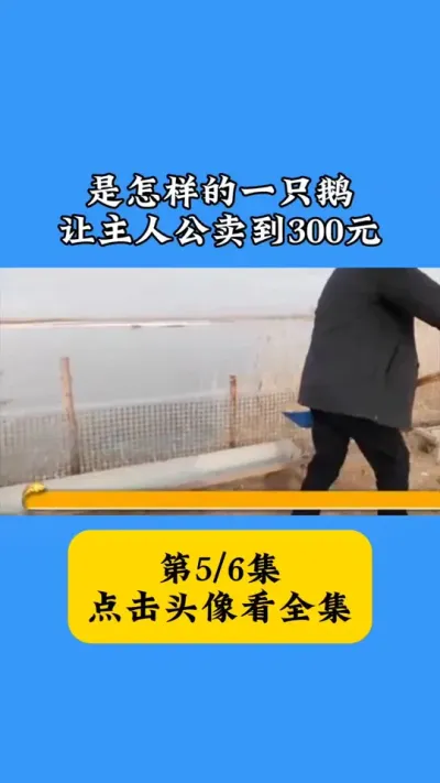 惊爆！凭这项养殖技术，他家的鹅竟能卖到300元高价 #鹅苗批发 #养鹅专业户 #抖音助农 #热门小助手