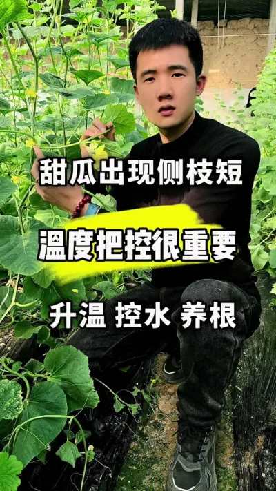 甜瓜不出侧枝，原因及解决方法！ #关注我每天为你分享更多农业知识 #支持三农扶持三农发展 #甜瓜种植