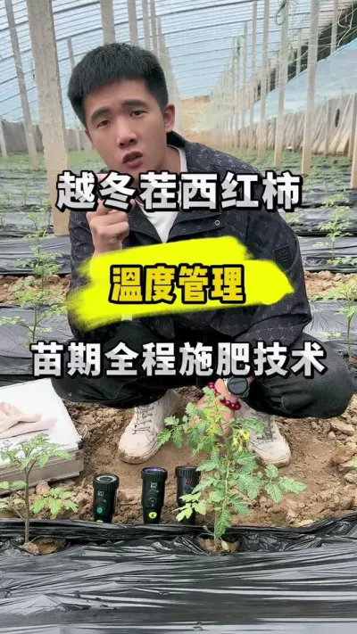 越冬茬西红柿，全程施肥管理！ #关注我每天为你分享更多农业知识 #分享农业知识帮农民增产增收 #抖音三农热点
