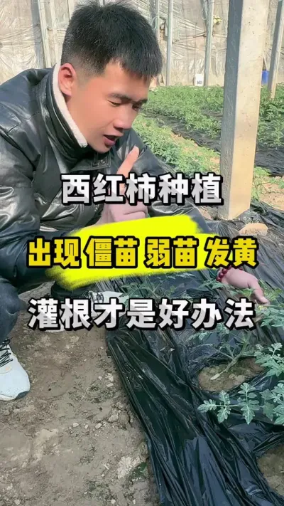 越冬茬西红柿，苗弱 黄叶 弱秧调理方案 #分享农业知识帮农民增产增收 #支持三农扶持三农发展 #黑色核七号